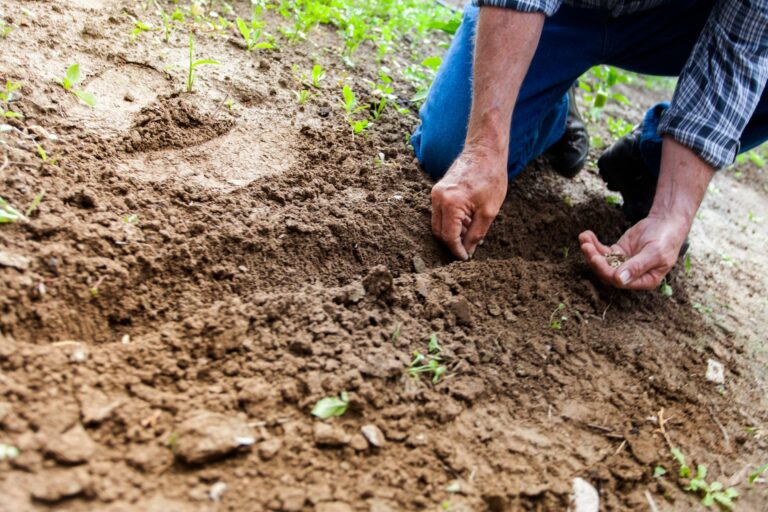 Grow Your Own Food